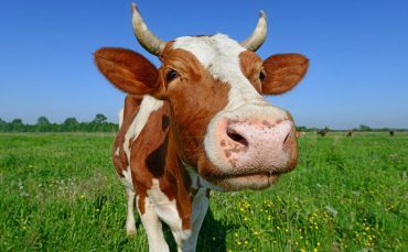 Shall We Give Away The Farm Too?